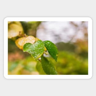 Early Autumn leaves Sticker